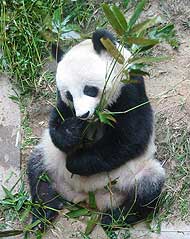 Oso Panda Gigante: la lenta recuperación de un icono