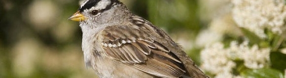 Los pájaros de tu barrio desaparecen