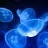 Plagas de medusas, ¿cómo actuar?