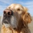 Las mascotas en vacaciones