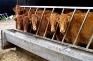 El nuevo virus de "Schmallenberg"