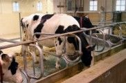 Clembuterol, prohibido en alimentación animal