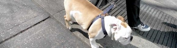 Las 10 mejores ciudades para viajar con perro en Semana Santa