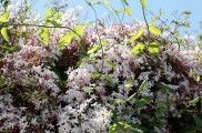 Día de la Fascinación por las Plantas