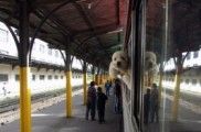 Viajar en tren con el perro: guía básica
