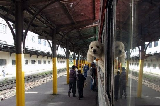 Viajar en tren con el perro: guía básica