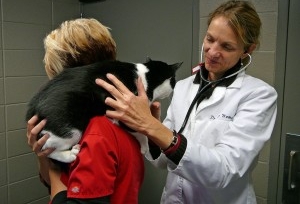 Gato con veterinario
