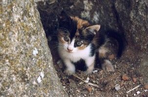 Adoptar a un gato de la calle: guía básica