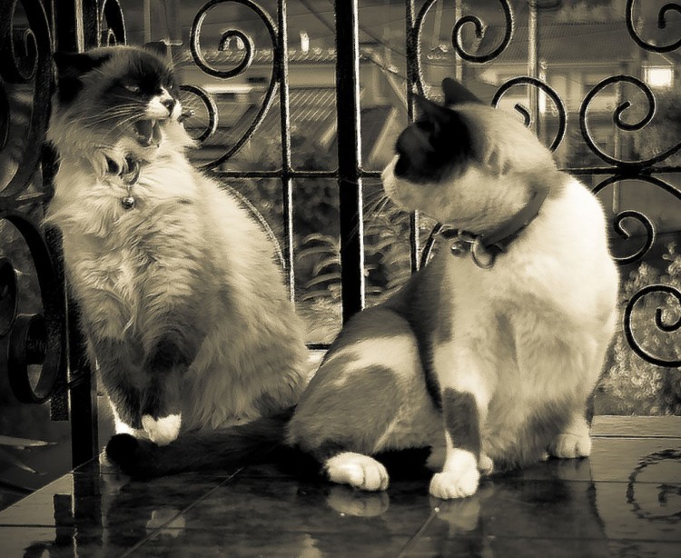 Gatos qué hacer cuando dos gatos se pelean