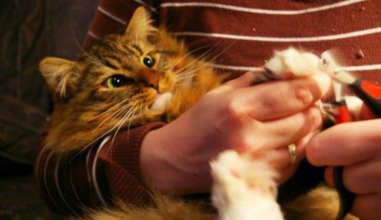 Corte de uñas en gatos