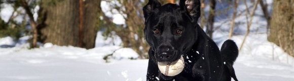 ¿Por qué los perros persiguen la pelota?
