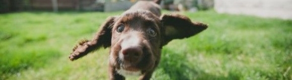 ¿Pasea su perro sin correa? Atención a la multa que puede recibir