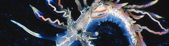 Las 10 especies más sorprendentes del año
