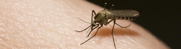 Qué es el virus de Zika, cómo se transmite y a qué niveles afecta