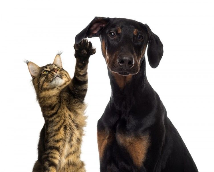 Resultado de imagen de perro y gato infomascota