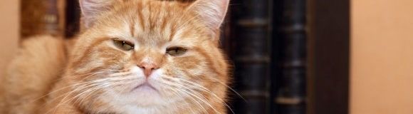 Gatos mayores: ¿qué ocurre cuando el felino envejece?
