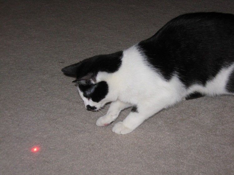 Puntero láser para gatos: ¿es bueno para jugar con ellos?