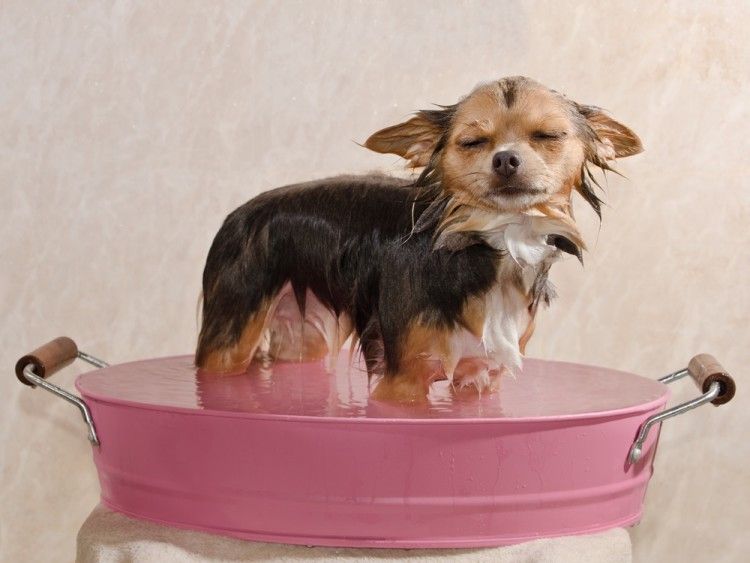 Baño del perro