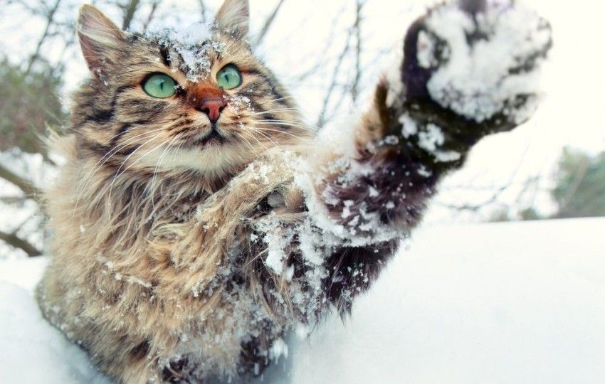 Perros y gatos que adoran el invierno, ¡en fotos!