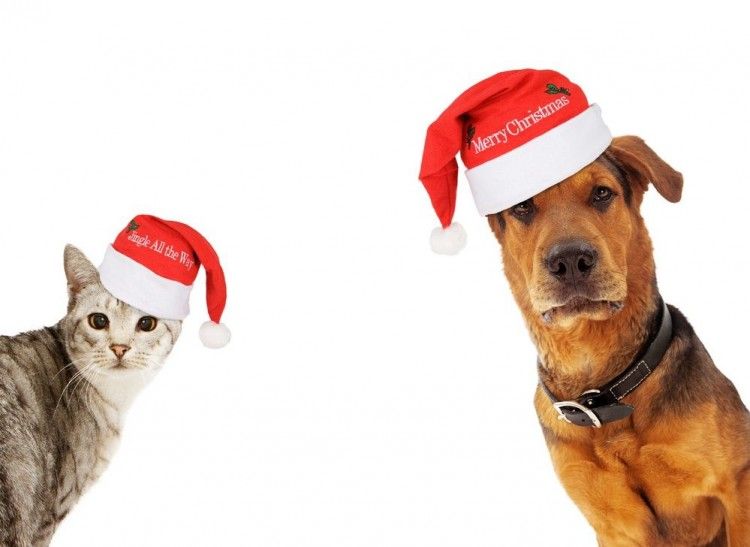 5 vídeos para felicitar la Navidad, ¡con perros y gatos!