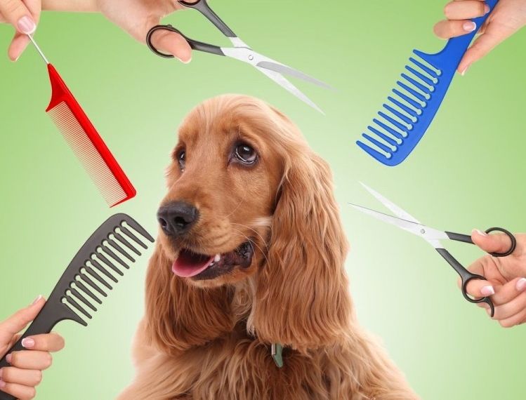 Resultado de imagen para perros pelo corto vs perros pelo largo