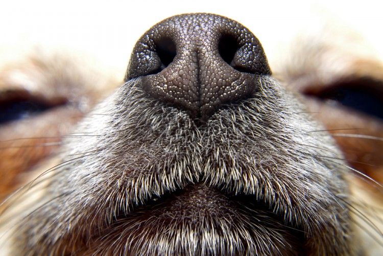 Aceites esenciales - olfato perros