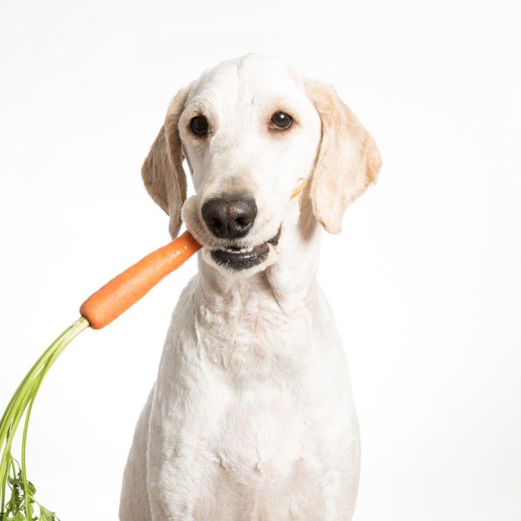 Nutrientes que no pueden faltar en la comida del perro