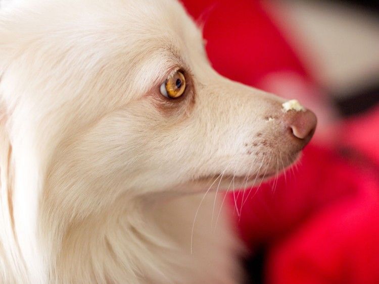 Cremas de sol para perros: siete cosas que debes saber