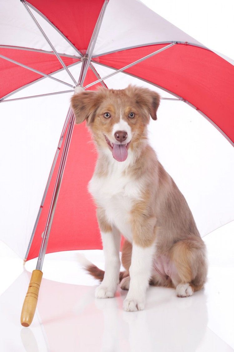 Cremas de sol para perros: siete cosas que debes saber