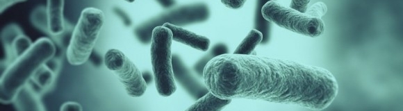 Bacterias buenas, ¿en qué alimentos las encontramos?