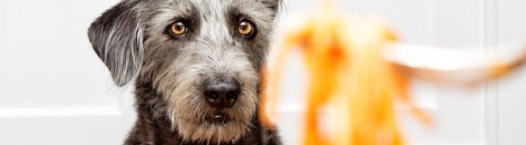 6 comidas humanas que tu perro puede comer
