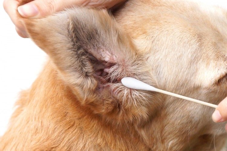Cera Negra En Oido De Perro