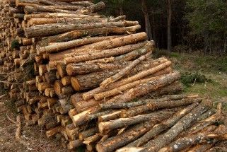 Resultado de imagen para madera
